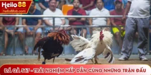 Đá gà 567