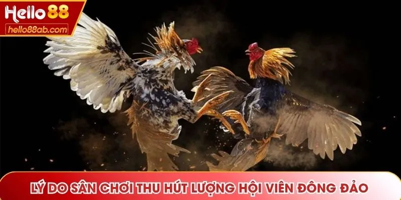 Lý do sân chơi thu hút lượng hội viên đông đảo