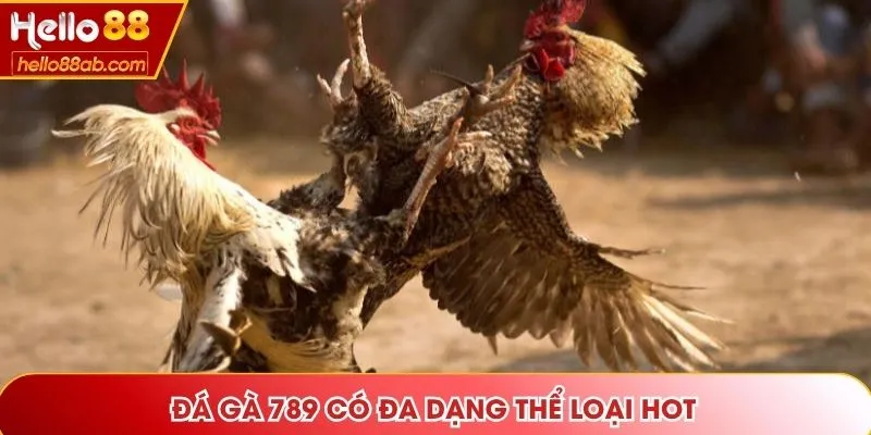 Đá gà 789 có đa dạng thể loại hot