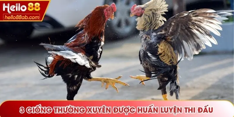 3 giống thường xuyên được huấn luyện thi đấu