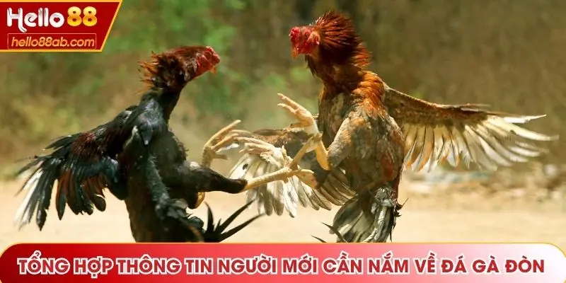 Tổng hợp thông tin người mới cần nắm về đá gà đòn