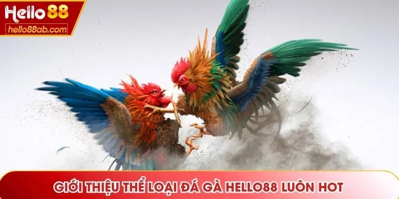 Giới thiệu thể loại đá gà Hello88 luôn hot