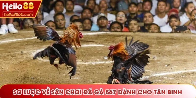 Sơ lược về sân chơi đá gà 567 dành cho tân binh