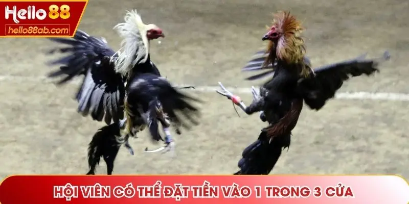 Hội viên có thể đặt tiền vào 1 trong 3 cửa