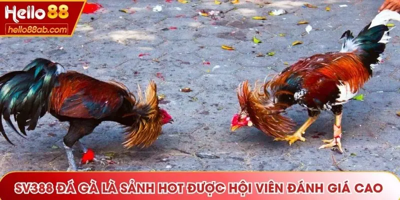 SV388 đá gà là sảnh hot được hội viên đánh giá cao