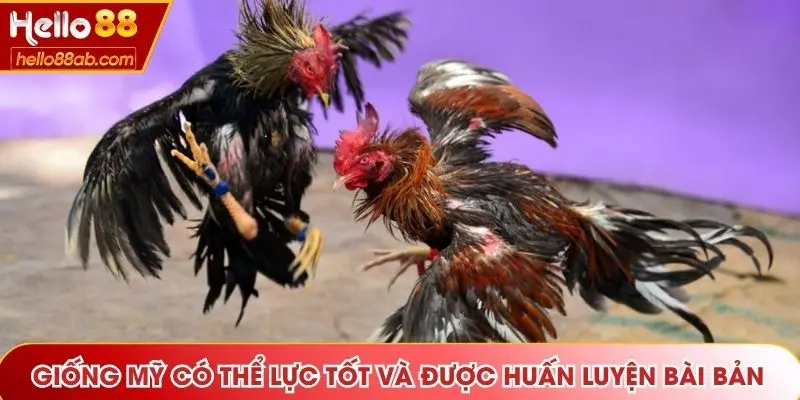 Giống Mỹ có thể lực tốt và được huấn luyện bài bản